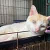 SANGA ( FIV+)