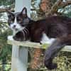 Gacek