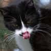 Gacek