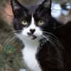 Gacek