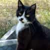 Gacek