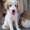 Astraia