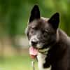 Inu