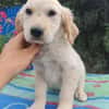 Frida, verkuschelte Welpendame, 3M 816