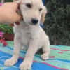 Frida, verkuschelte Welpendame, 3M 816