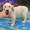 Frida, verkuschelte Welpendame, 3M 816