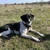 Traumhund sucht sein Glück