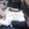 Traumhund sucht sein Glück