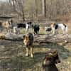Traumhund sucht sein Glück