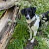 Traumhund sucht sein Glück