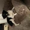 Traumhund sucht sein Glück