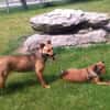 WENDY aus Italien sucht ihr zu Hause
