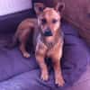 WENDY aus Italien sucht ihr zu Hause
