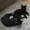 MAC & MARLON suchen ein Zuhause