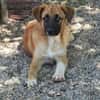 Omleta, Junghund sucht neues Zuhause