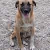 Omleta, Junghund sucht neues Zuhause