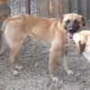 Omleta, Junghund sucht neues Zuhause