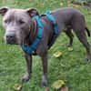 Ice, leidet im Tierheim