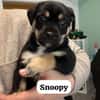 Snoopy - ein richtig kleines Wunder