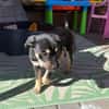 Snoopy - ein richtig kleines Wunder