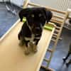 Snoopy - ein richtig kleines Wunder