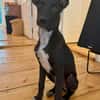 Susi  Lieblingsmenschen gesucht!