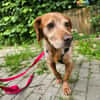 Skipper auf Pflegestelle