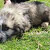 Mogli sucht ein Zuhause