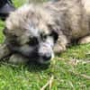 Mogli sucht ein Zuhause