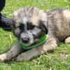 Mogli sucht ein Zuhause