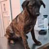 Cristi, netter Welpe sucht Familie