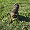 Cristi, netter Welpe sucht Familie