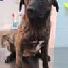 Cristi, netter Welpe sucht Familie