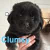 Clumsy - ein richtiges kleines Wunder