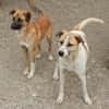 Albush, Junghund sucht neues Zuhause