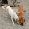 Albush, Junghund sucht neues Zuhause
