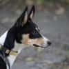 Katy - Zuhause gesucht