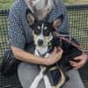 Katy - Zuhause gesucht