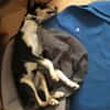 Katy - Zuhause gesucht