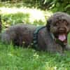 LA-CODY- dufte Typ sucht ruhiges Zuhause