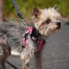 Bobi sucht ein neues Zuhause