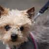 Bobi sucht ein neues Zuhause