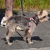 Bobi sucht ein neues Zuhause