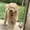 Nelson Bezaubernder TollerDoodle