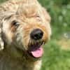 Nelson Bezaubernder TollerDoodle