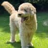 Nelson Bezaubernder TollerDoodle