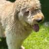 Nelson Bezaubernder TollerDoodle