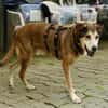 Kiyo, sucht Altersruhesitz