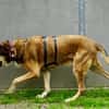 Kiyo, sucht Altersruhesitz