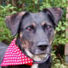 MILLE - ein super Hundekumpel